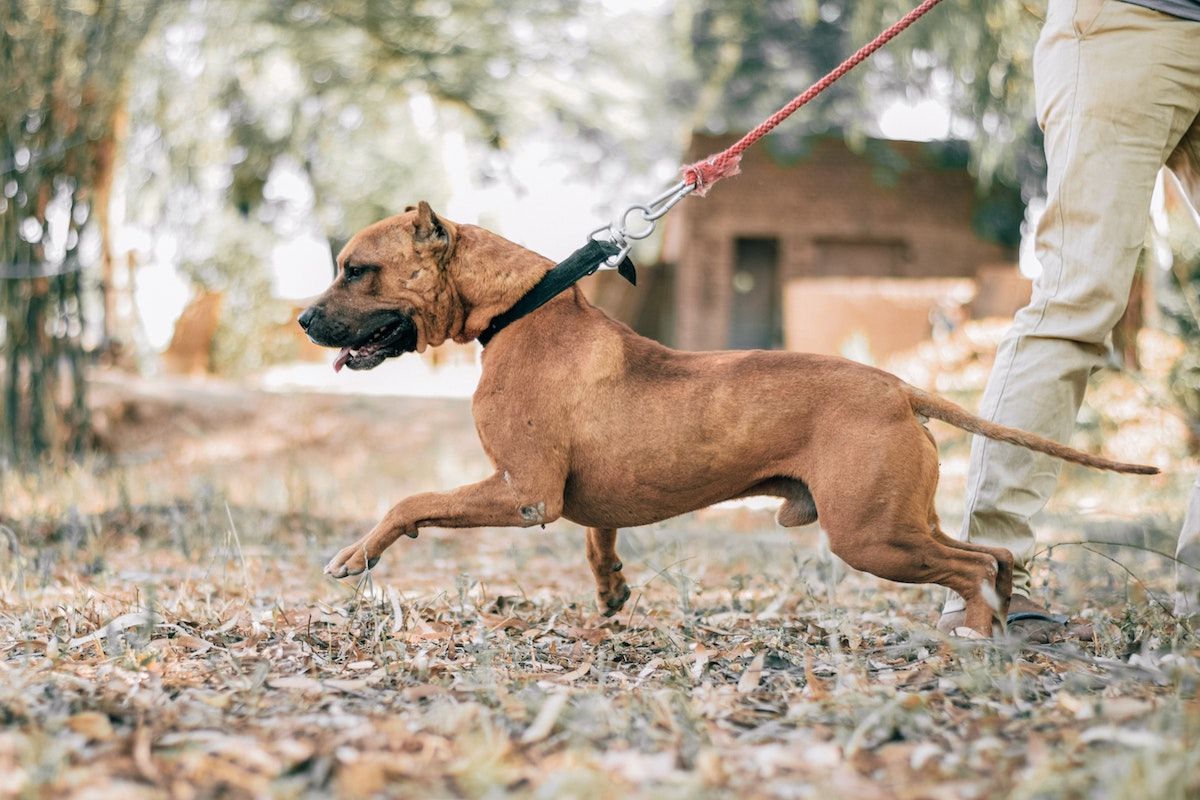 Dog pulls discount backwards on leash