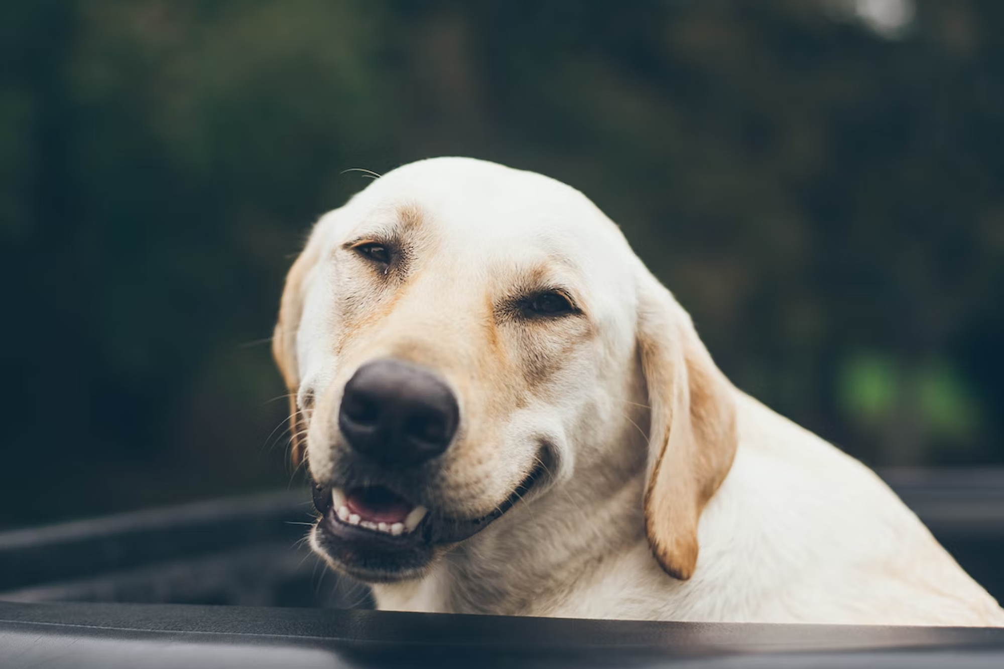 How To Brush A Dog’s Teeth Petcademy Blog