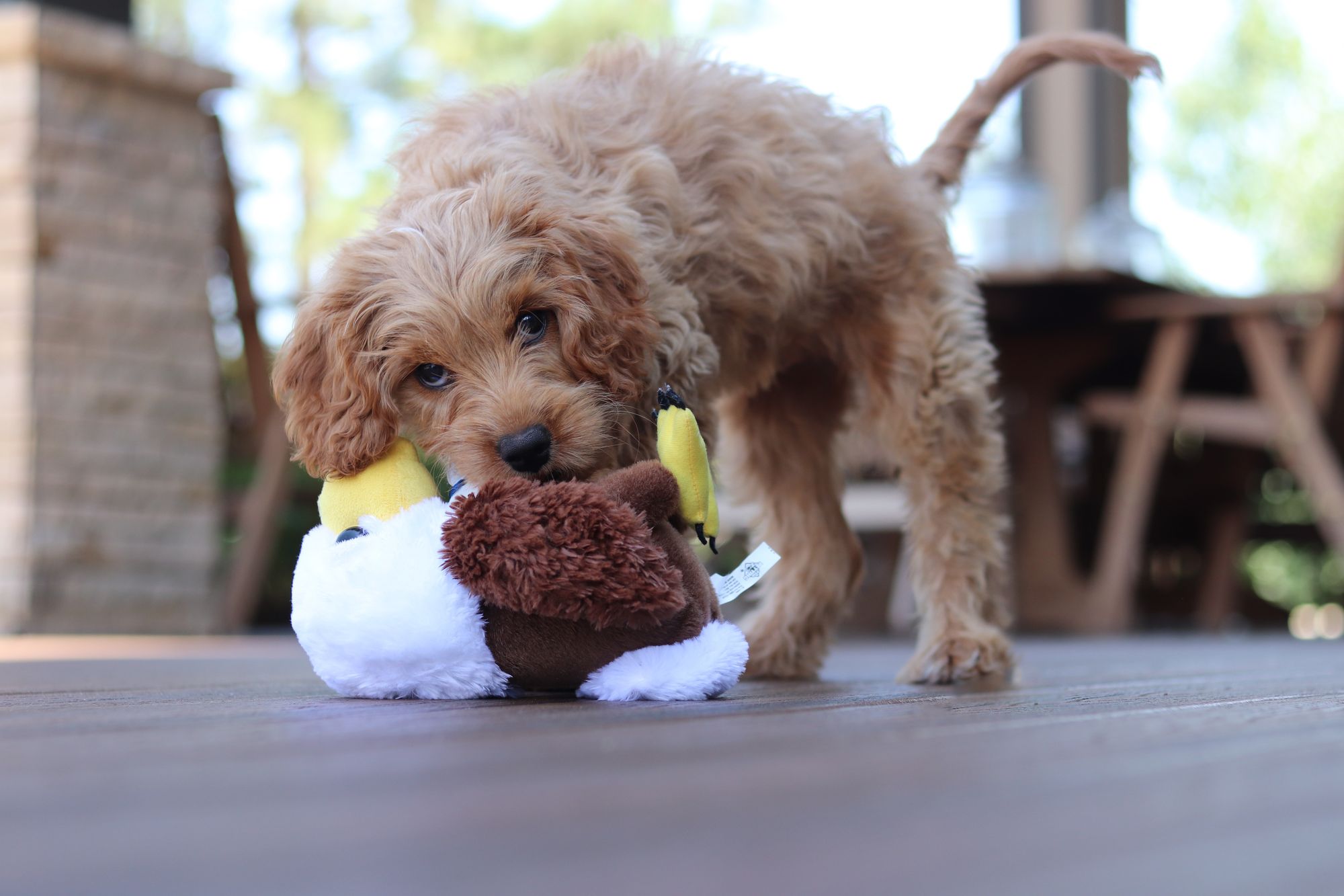 Games For Puppies That Build Confidence 