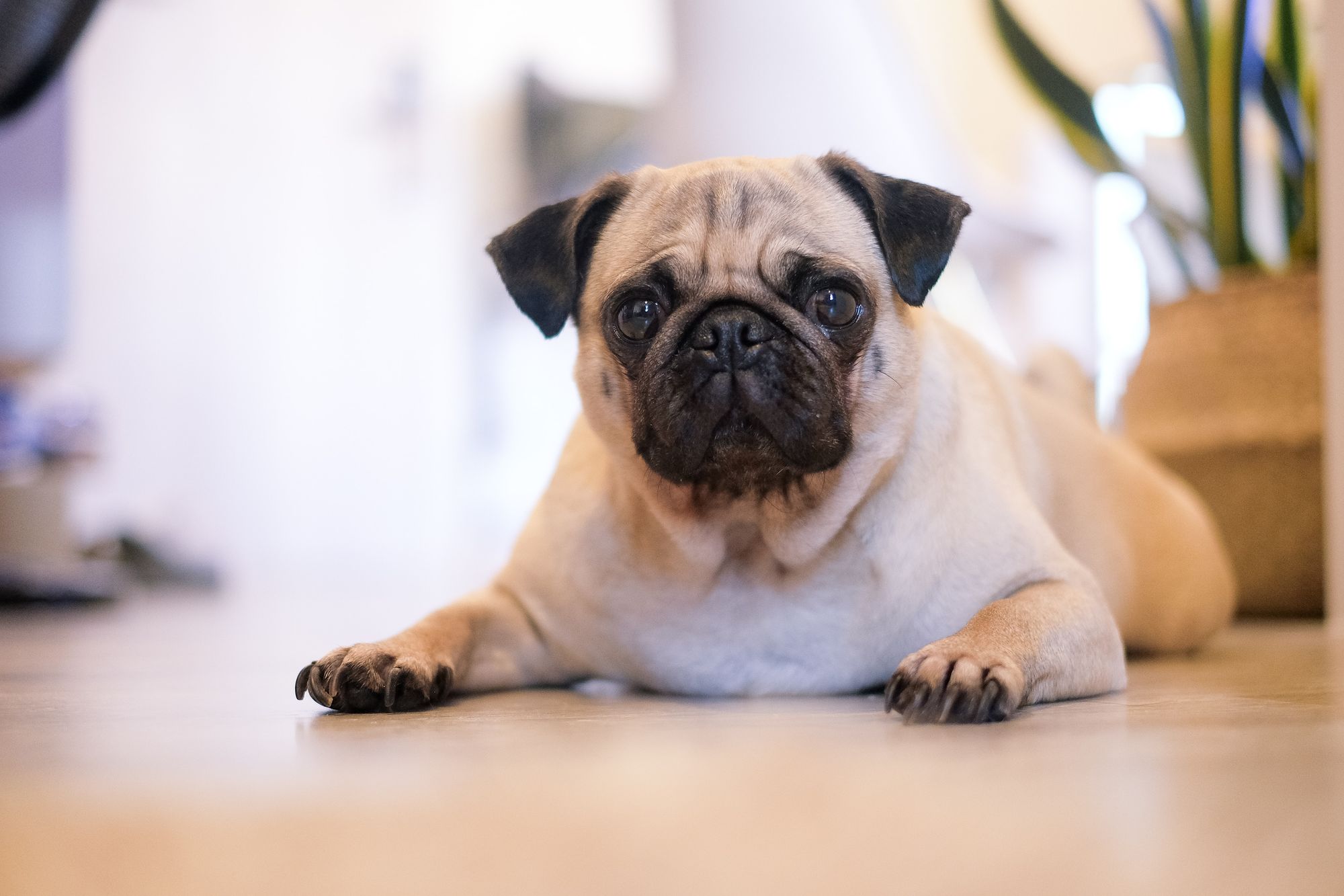 Teach Your Dog How To Crawl Petcademy Blog