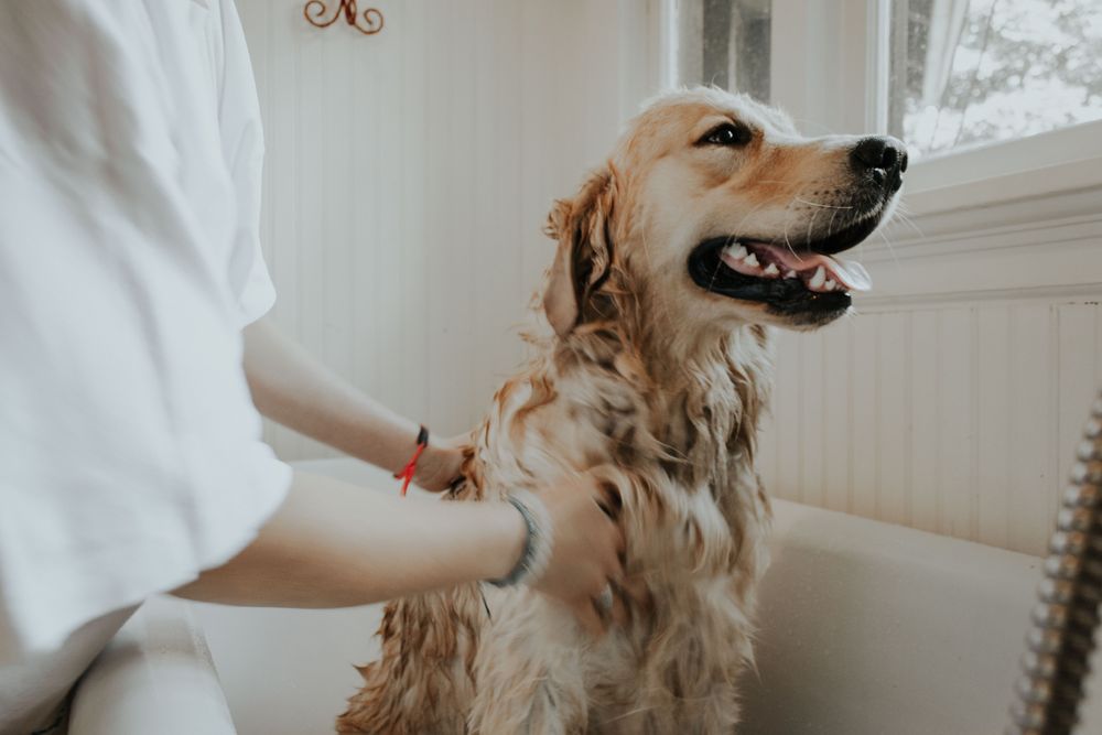 Tips for bathing your dog at home