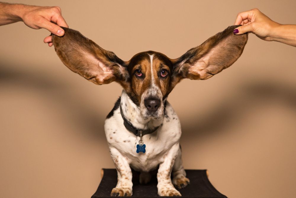 How to safely clean a dog’s ears