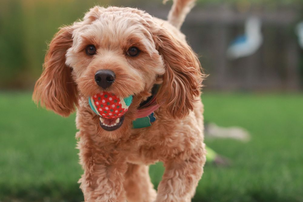 Fun games to promote bonding with your dog