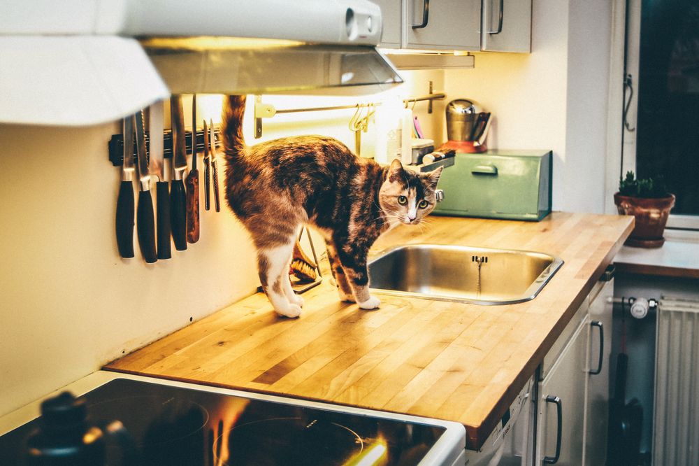 Tips to prevent your cat from counter surfing