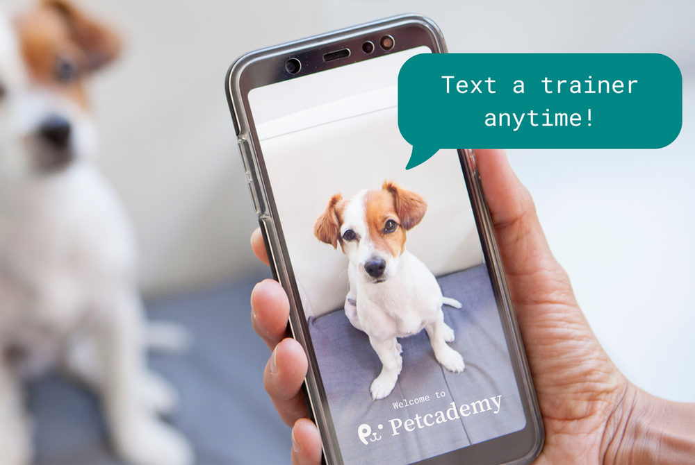 The Best Alternative to the GoodPup Shelter Program: Why Rescues and Shelters Choose Petcademy