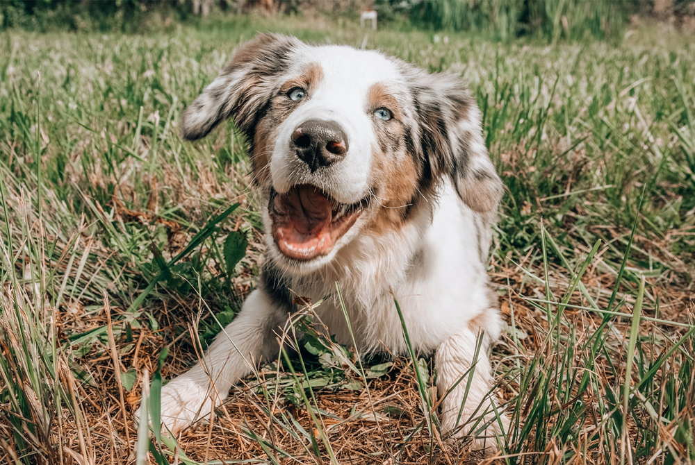 Big News: Shelters Can Now Use ASPCA Grant Funding for Petcademy