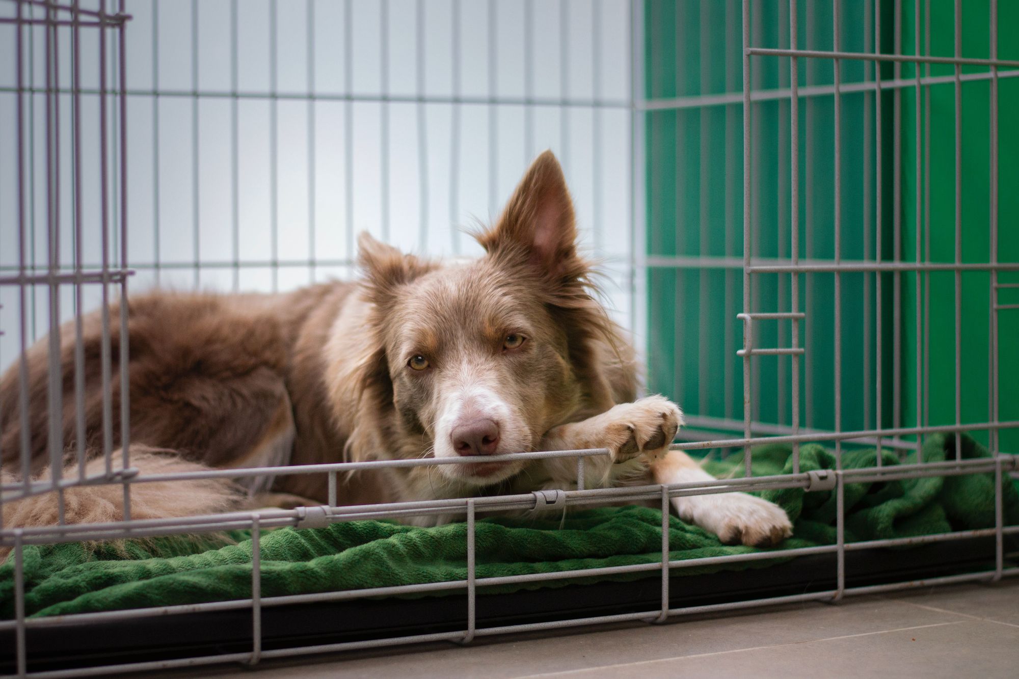What to do when your dog cries in their crate