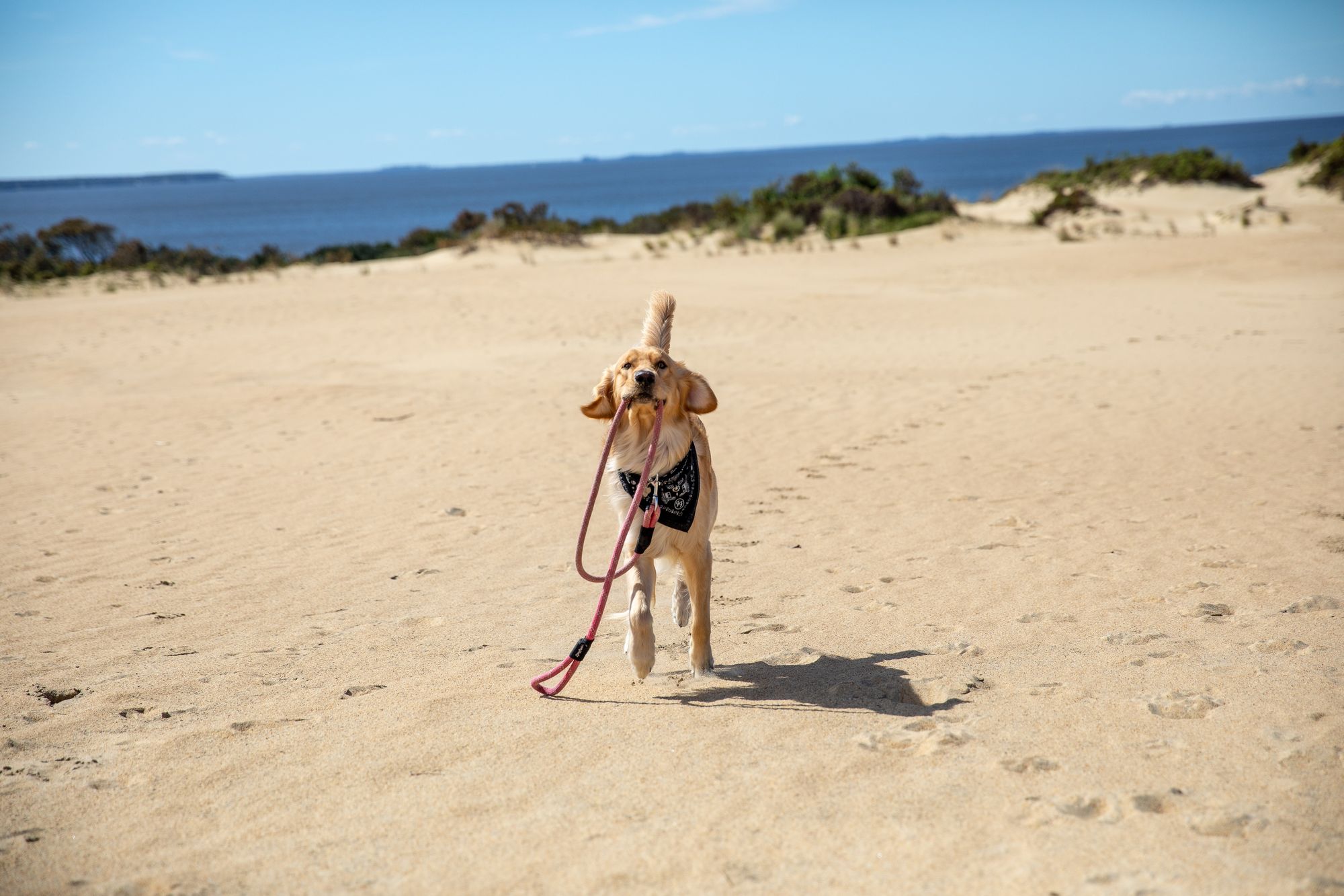 6 Tips to stop your dog from biting their leash