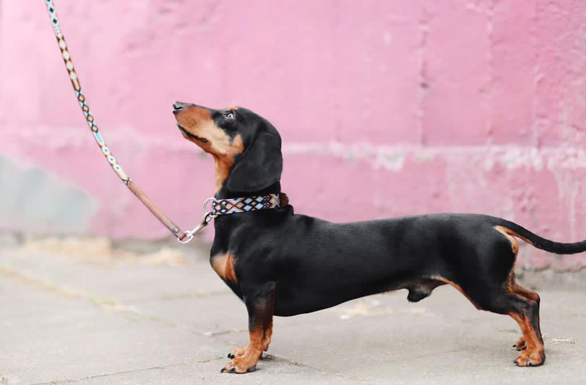 my-dog-doesn-t-want-to-walk-on-leash-petcademy-blog