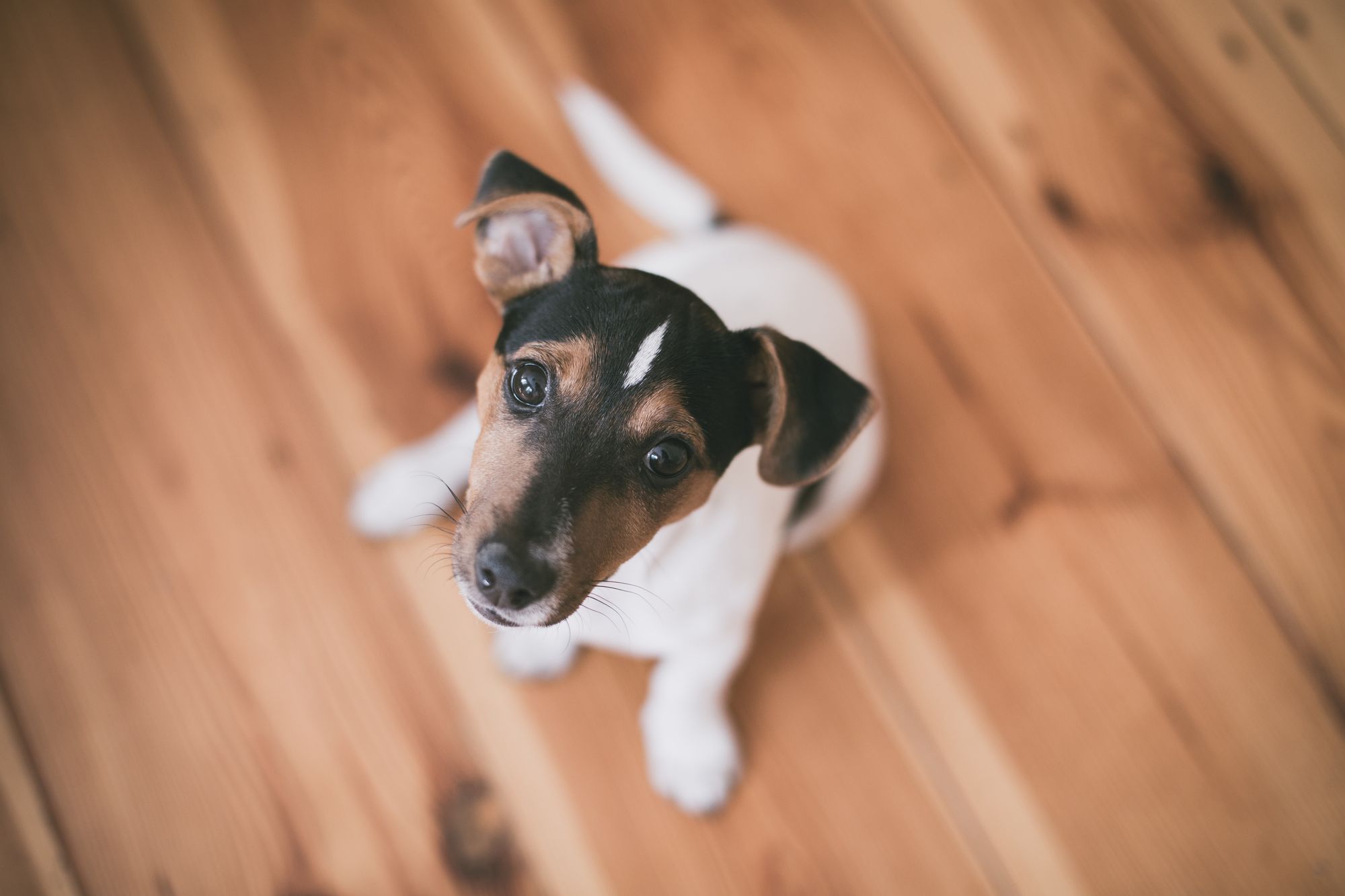 Tips for teaching your dog how to stay